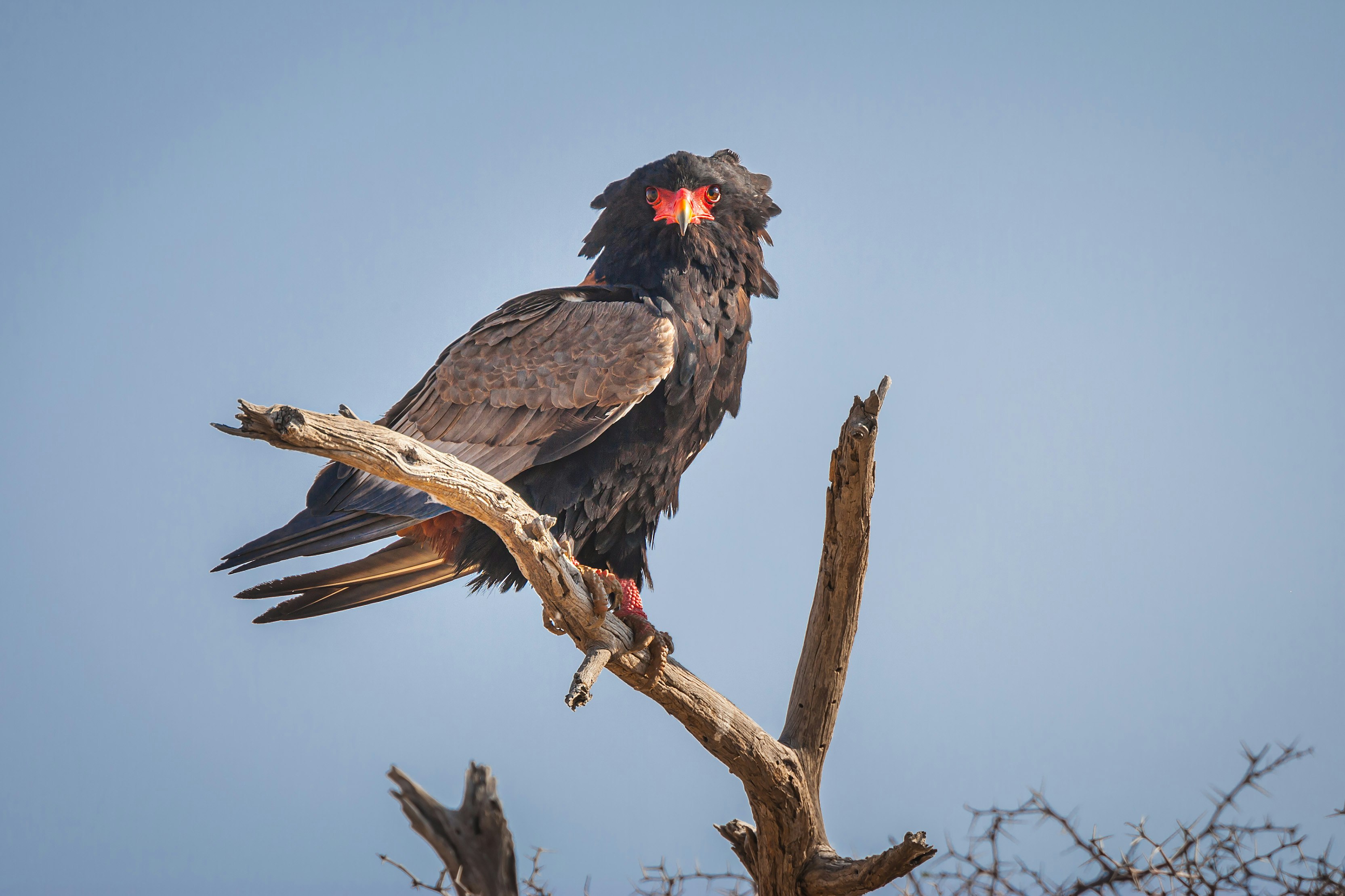 black bird on brown tree branch during daytime